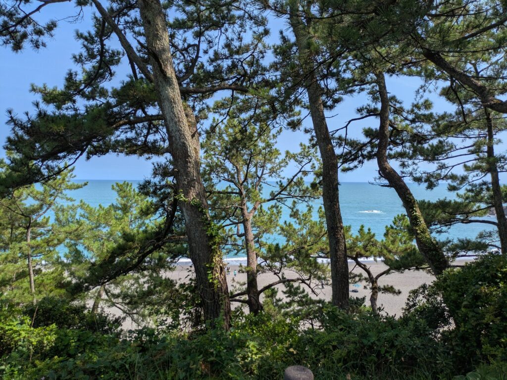 桂浜の松林越しに見える海