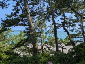 桂浜の松林越しに見える海