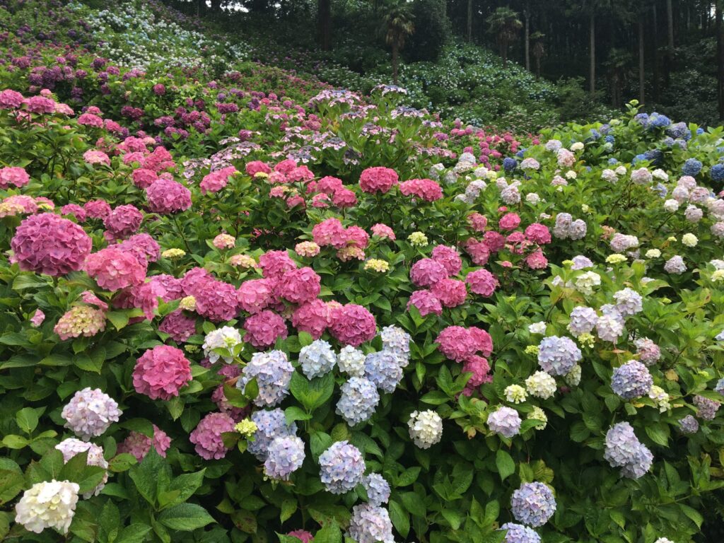 部農園あじさい屋敷 斜面に咲く様々な種類の紫陽花