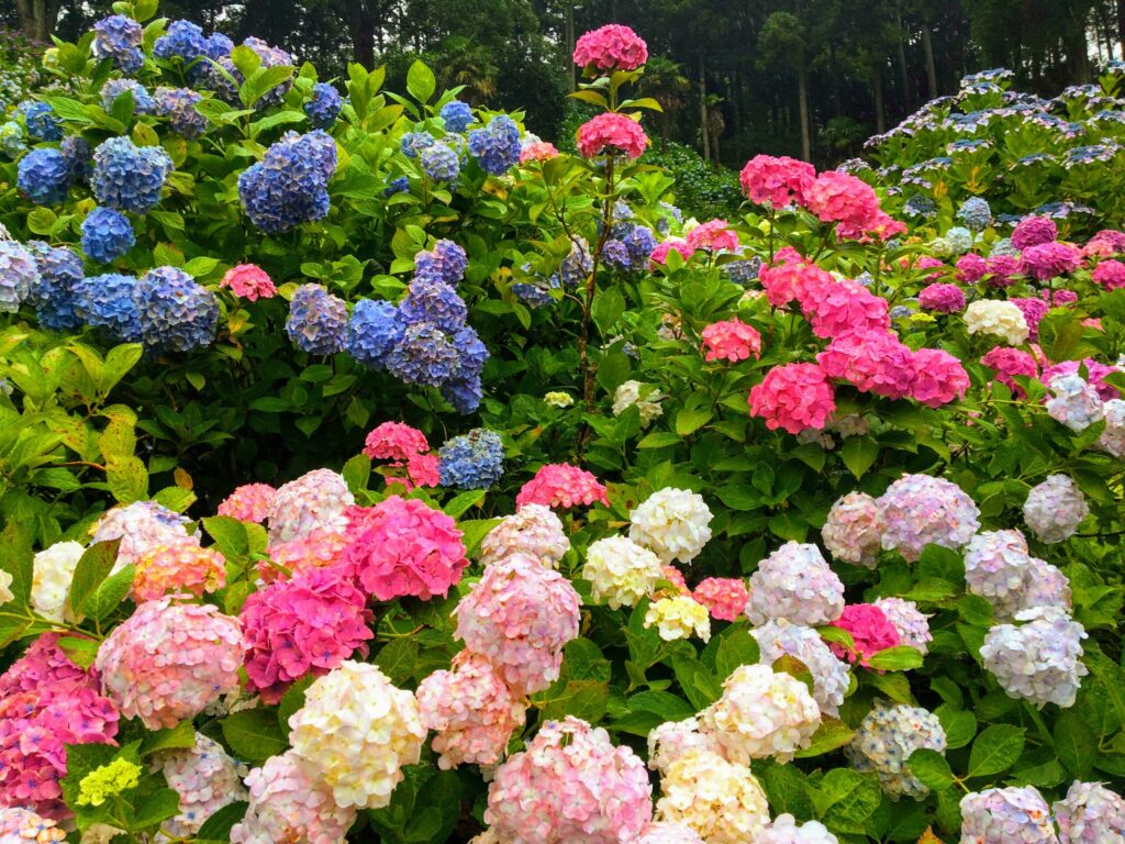 服部農園あじさい屋敷。様々な種類の紫陽花