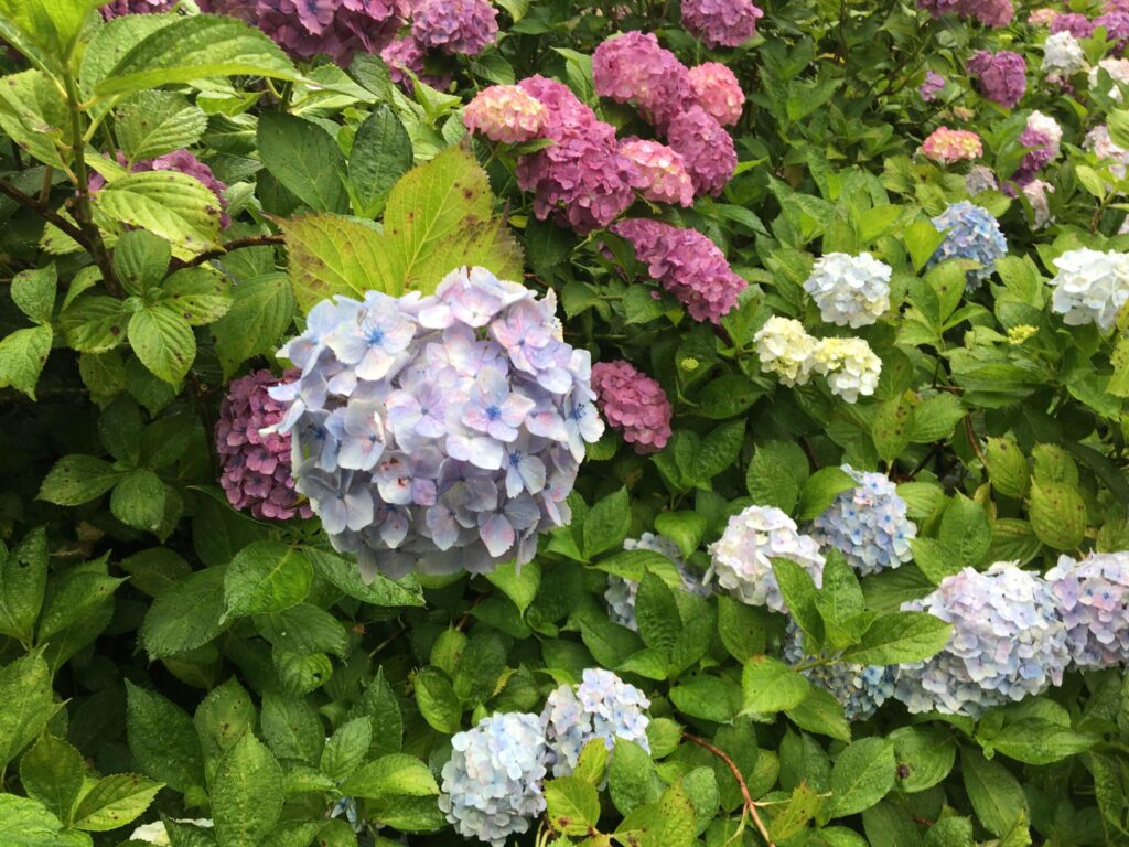 服部農園あじさい屋敷の薄い色の紫陽花