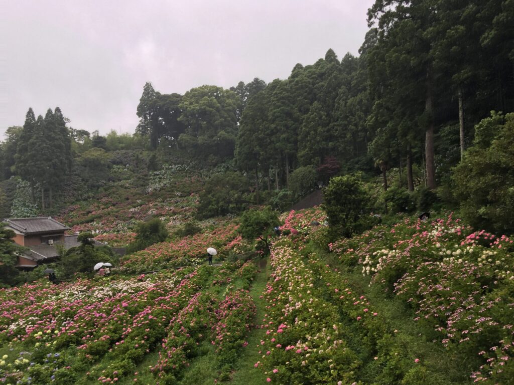 服部農園あじさい屋敷 斜面に咲く様々な種類の紫陽花