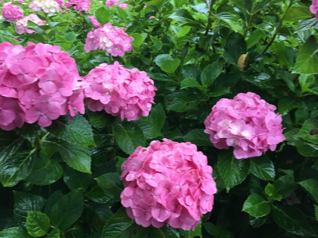 服部農園あじさい屋敷の紫陽花