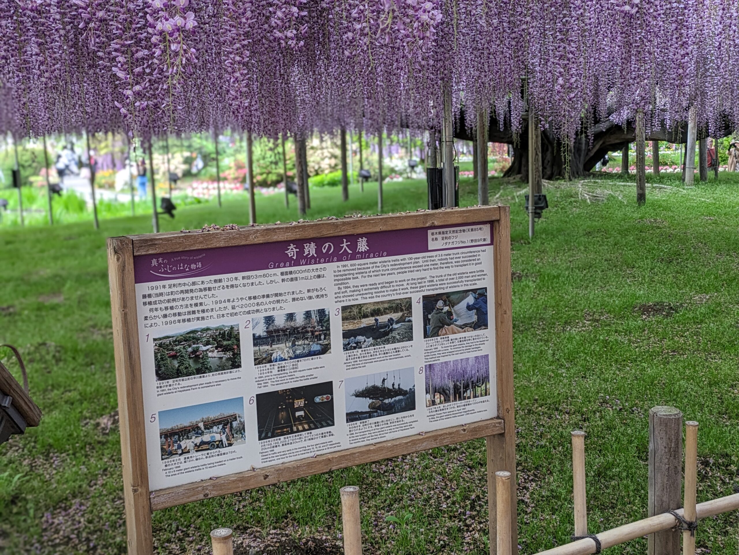 足利フラワーパーク 大藤 全景