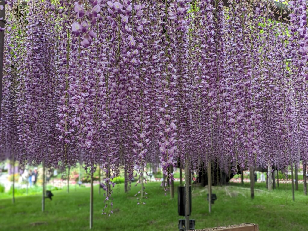 足利フラワーパークの奇跡の大藤（紫） - 全景