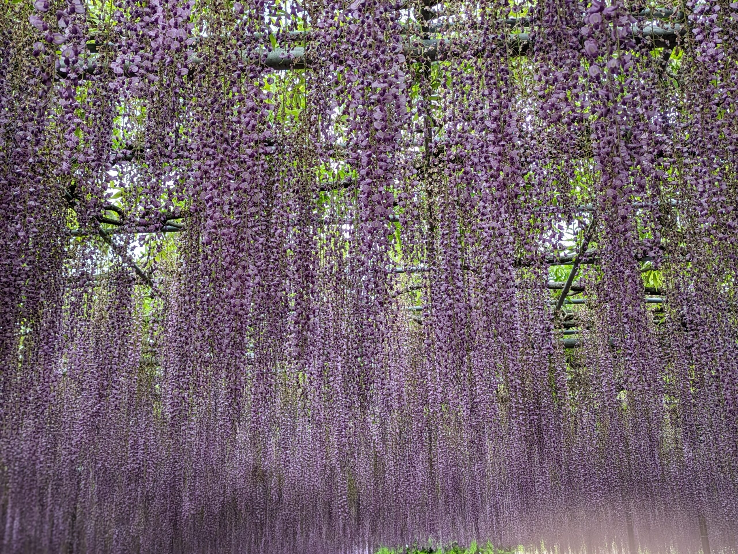 夕方の西日に照らされる足利フラワーパークの大藤