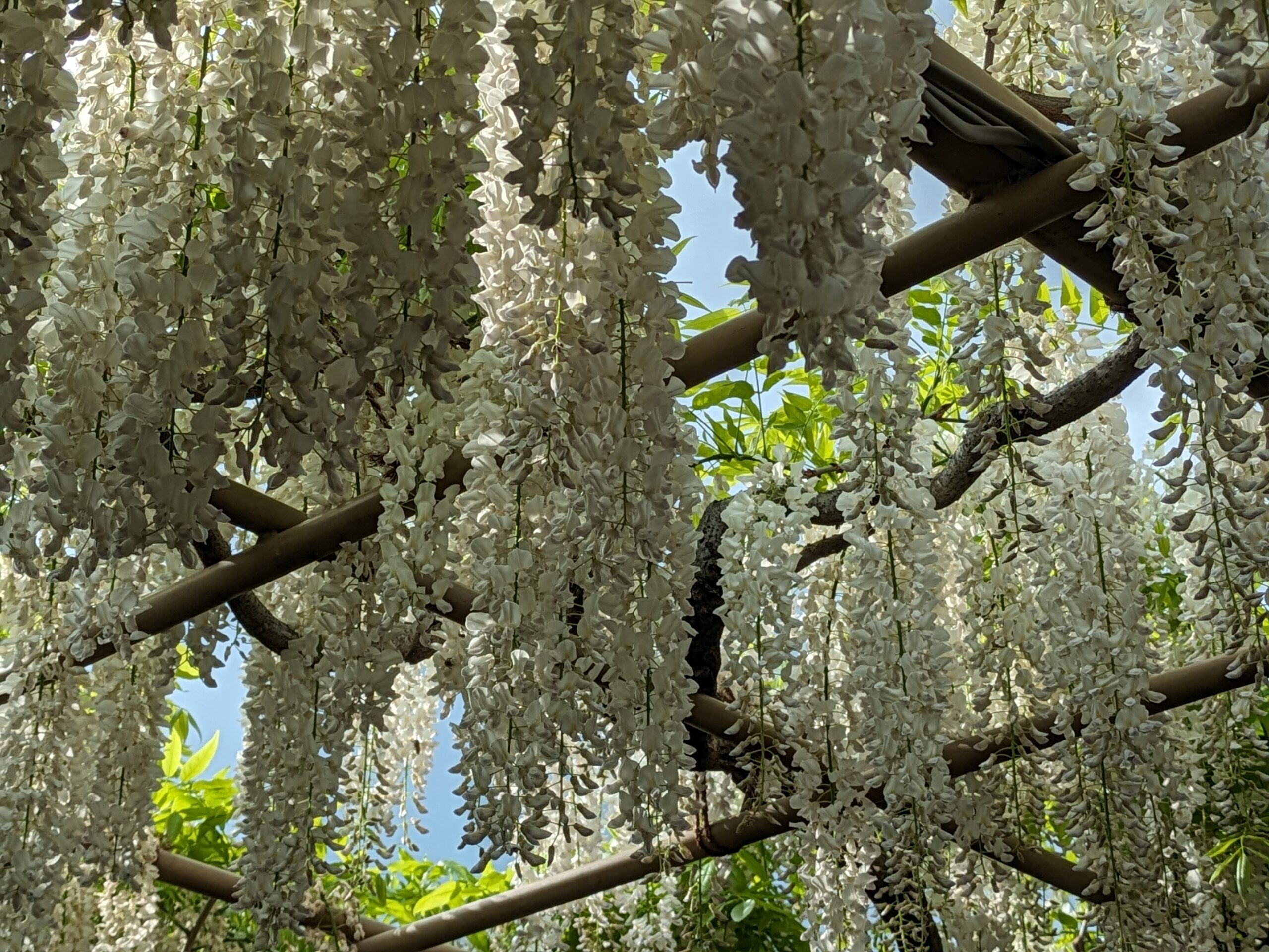 明るい黄色のきばな藤