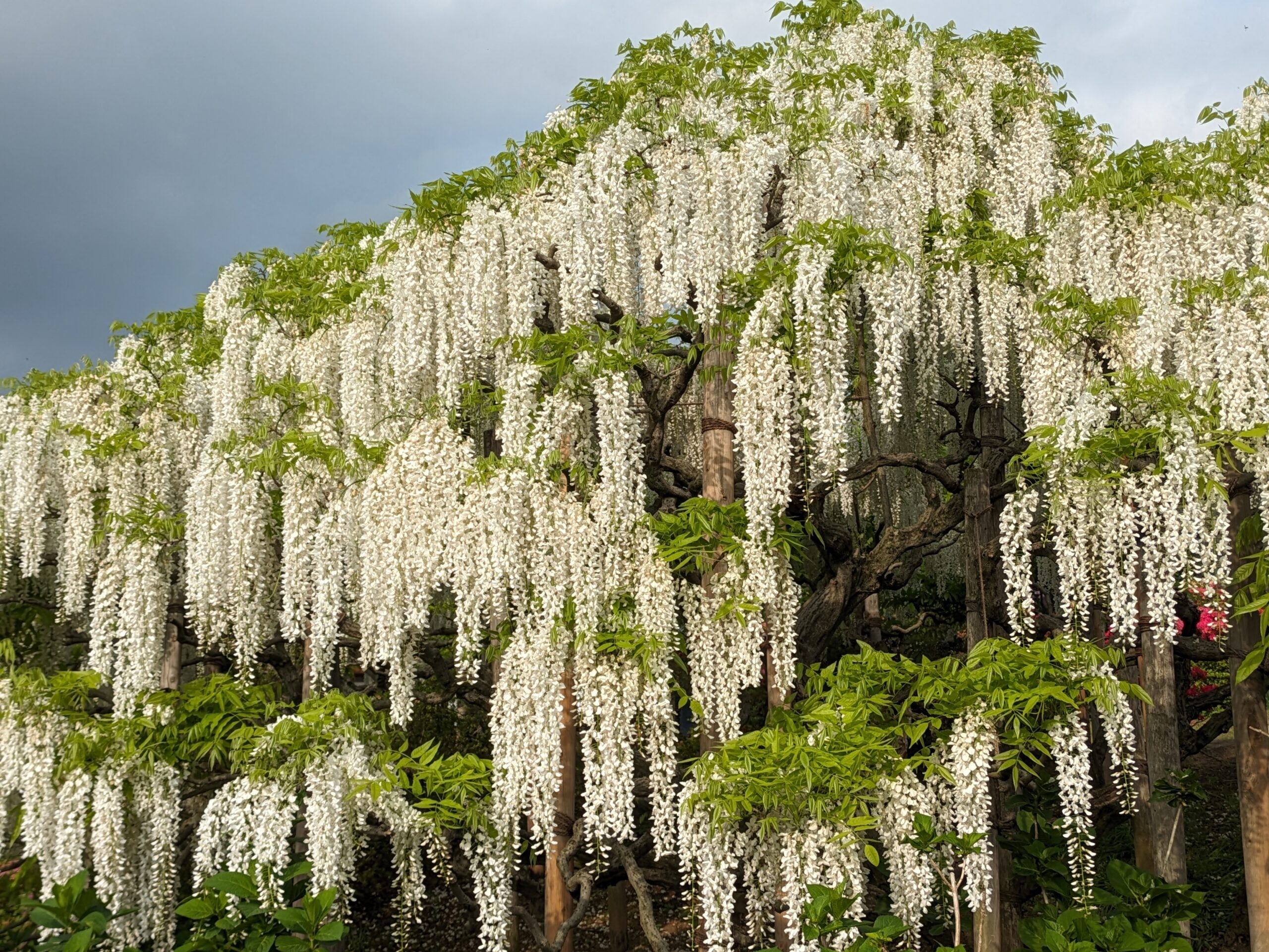 白藤エリアの美しい白藤