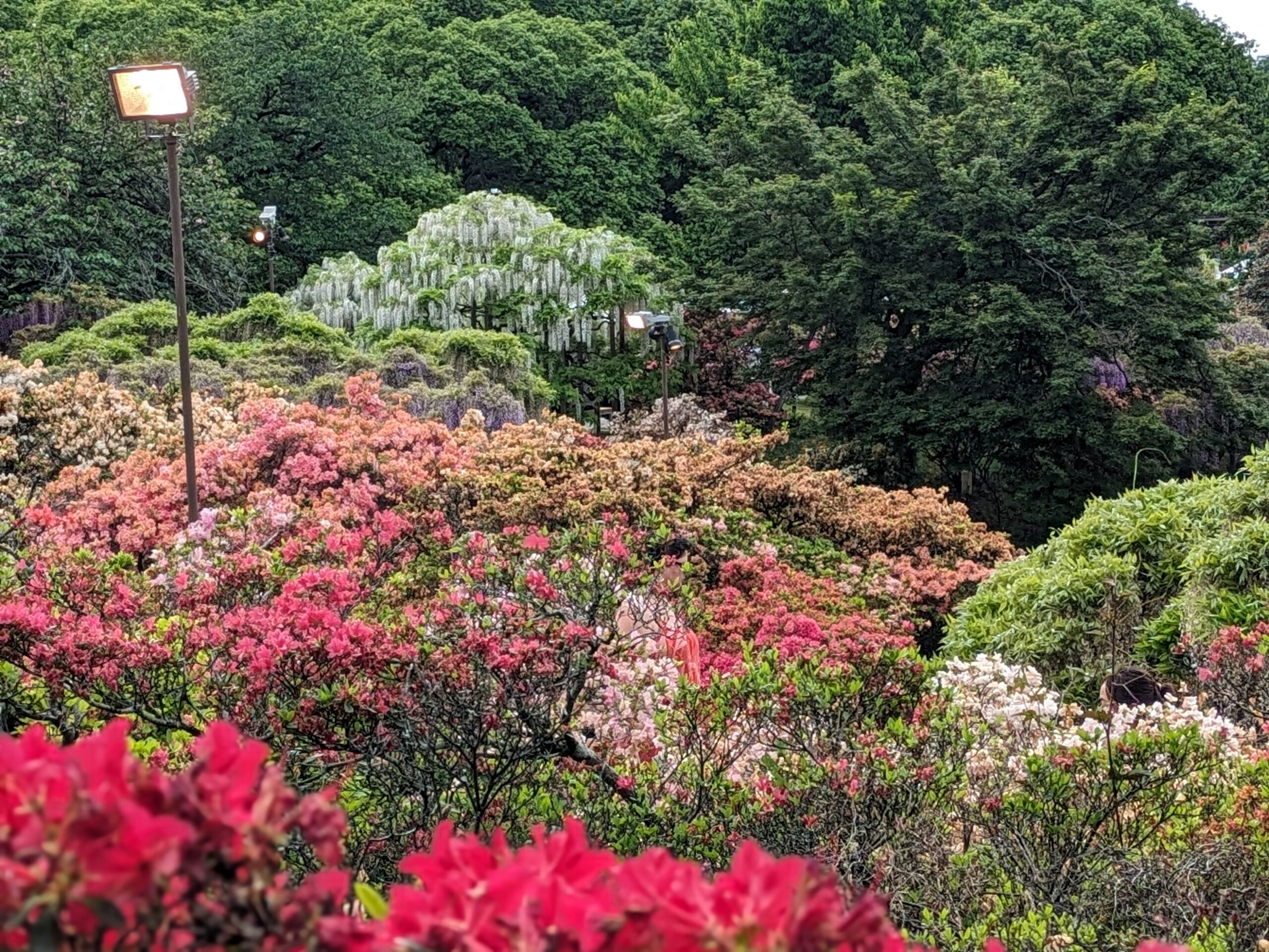 藤とツツジが咲く華やかな園内