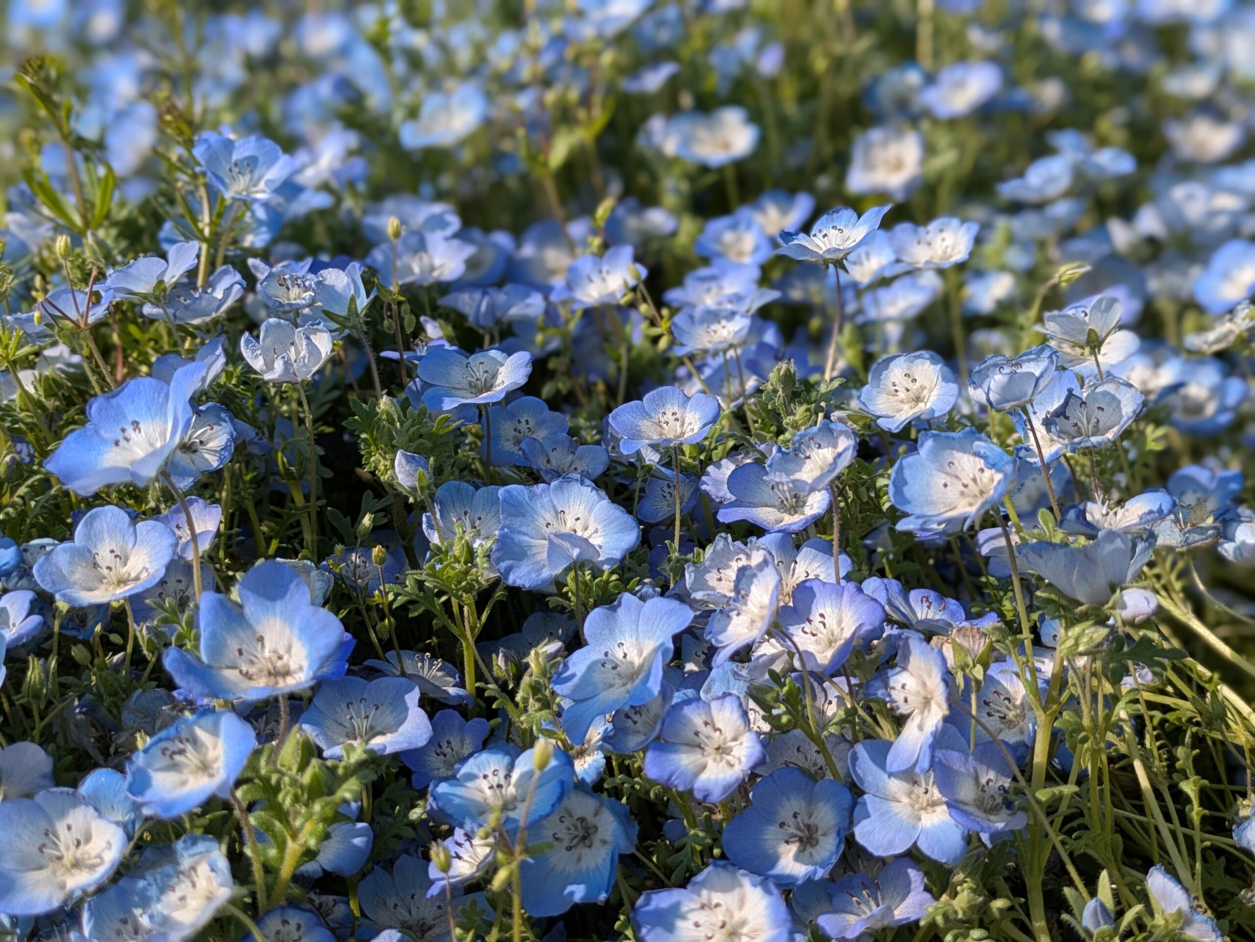 ひたち海浜公園 みはらしの丘 ネモフィラ（01）
