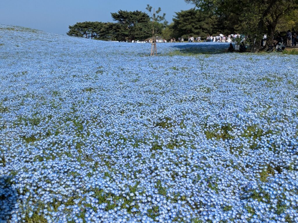国営ひたち海浜公園 みはらしの丘一面のネモフィラの風景