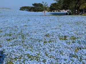 国営ひたち海浜公園 みはらしの丘一面のネモフィラの風景