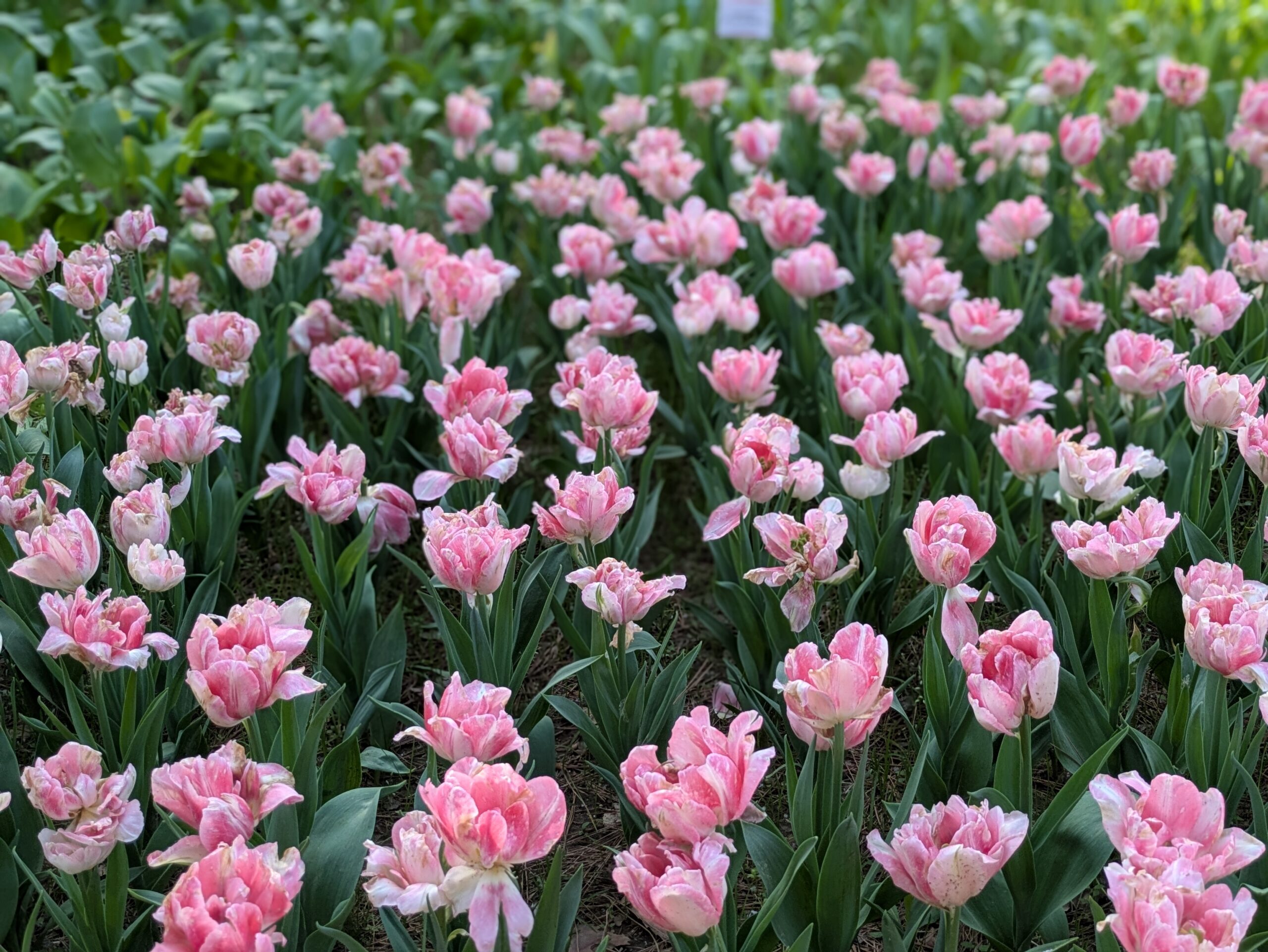 ひたち海浜公園 たまごの森 チューリップ（02）