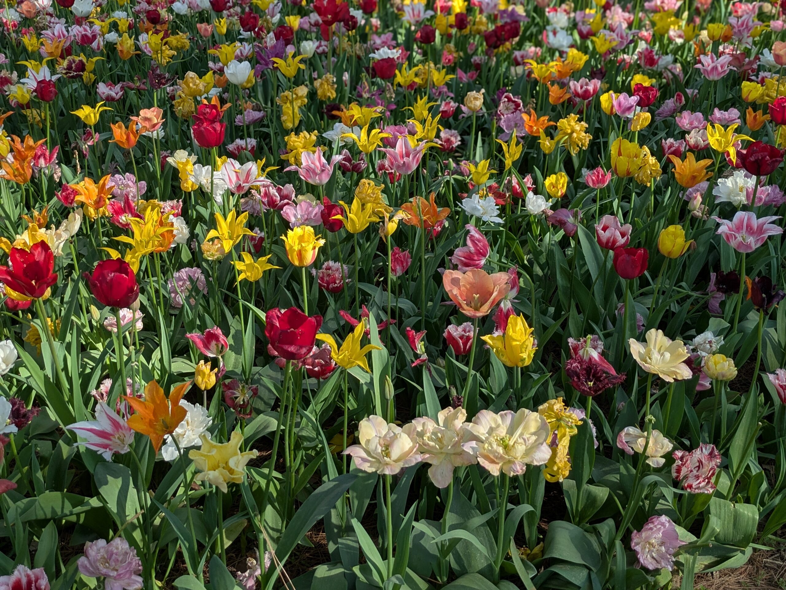 ひたち海浜公園 たまごの森 チューリップ（03）