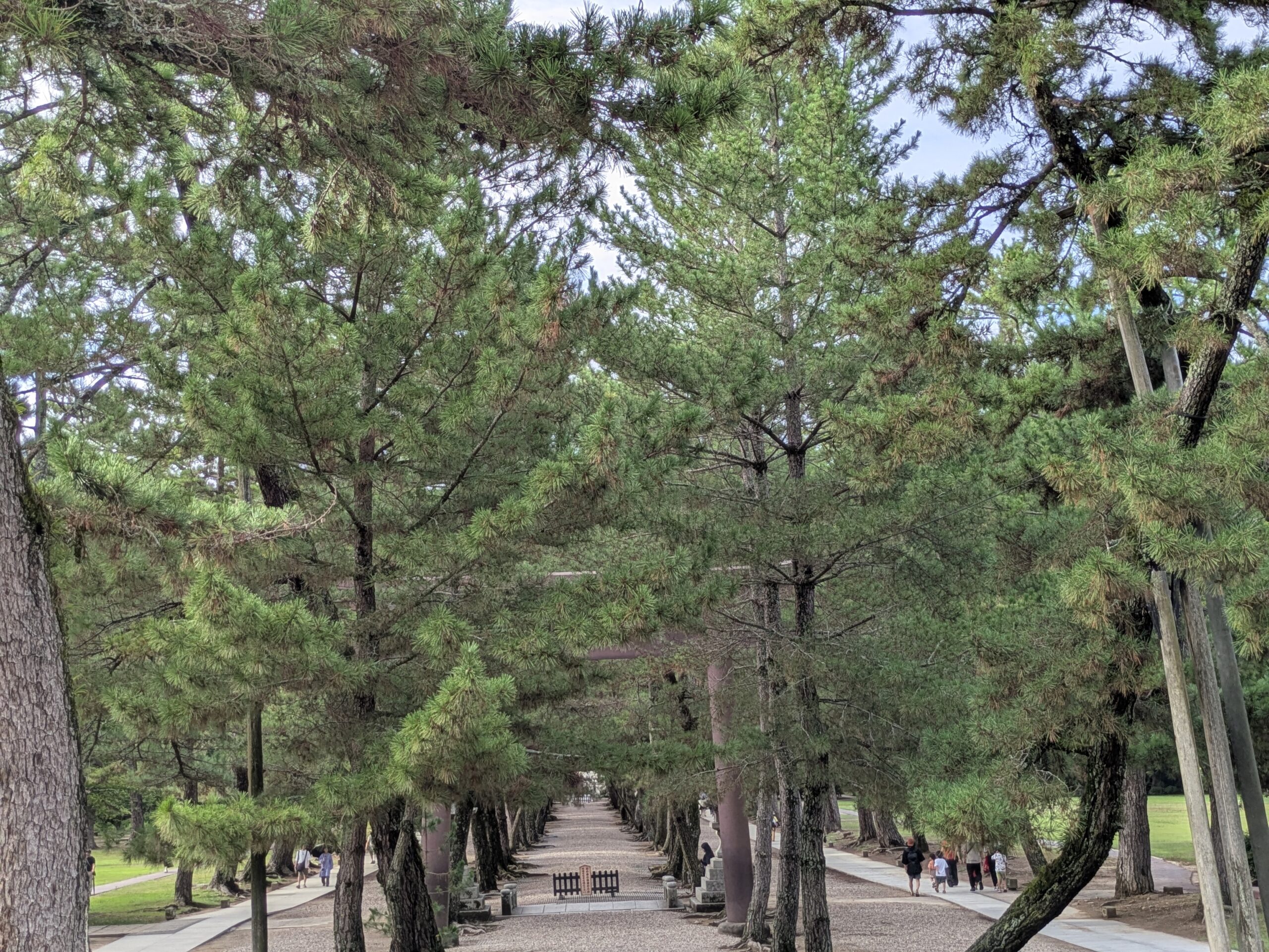 出雲大社 松の参道（夕方）
